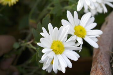 white Common daisy beautiful flowers with blur green background in garden, White beautiful daisies on a field in green grass, Oxeye daisy, Leucanthemum vulgare, Daisies, Dox-eye, Dog daisy in nature