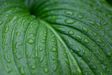 Green leaf with water drops for background