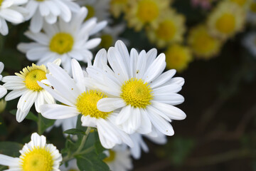 white Common daisy beautiful flowers with blur green background in garden, White beautiful daisies on a field in green grass, Oxeye daisy, Leucanthemum vulgare, Daisies, Dox-eye, Dog daisy in nature