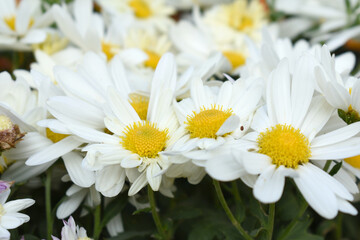 white Common daisy beautiful flowers with blur green background in garden, White beautiful daisies on a field in green grass, Oxeye daisy, Leucanthemum vulgare, Daisies, Dox-eye, Dog daisy in nature