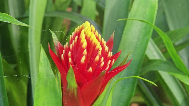 Guzmania conifera is a species of flower.