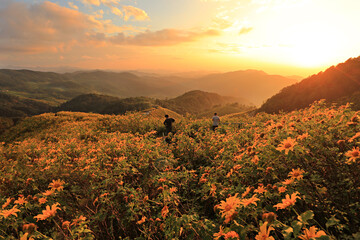 Sunset time at Thungbuatong plant  Doi Mae U-Kho Mountain Mae Hong Son Province, Thailand 