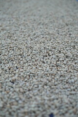 Coffee beans are dried in the sun.
