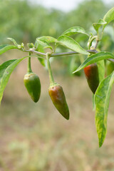 fresh green chili on plant closeup, chili plants in organic farming, Chilies closeup in field, Green chili plant in a farmer's field, Ripe green chili on a plant in Chakwal, Punjab, Pakistan
