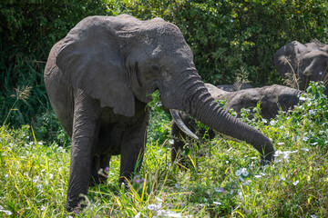 Elephants grazing in the Mayara region of Tanzania