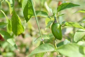 fresh green chili on plant closeup, chili plants in organic farming, Chilies closeup in field, Green chili plant in a farmer's field, Ripe green chili on a plant in Chakwal, Punjab, Pakistan