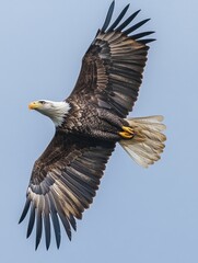 Fototapeta premium Bald eagle in flight