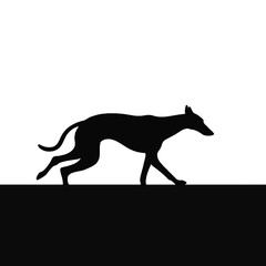 Fototapeta premium Dynamic greyhound sprinting on track, animal movement concept