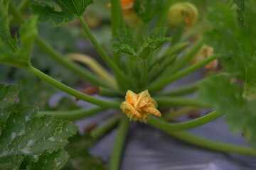 Harvesting zucchini in the garden Harvesting zucchini in the garden