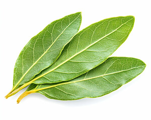 Obraz premium Fresh bay leaves, cooking ingredient, white background, culinary use