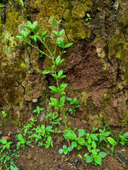 New Life on the Wall