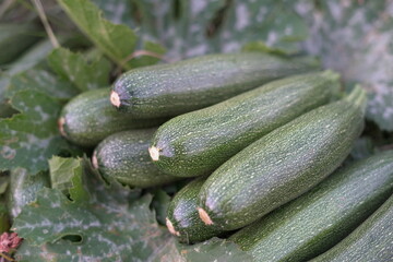 Harvesting zucchini in the garden Harvesting zucchini in the garden