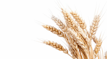 Golden wheat stalks on white background, harvest concept