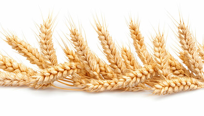 Golden wheat stalks isolated on white background, harvest concept