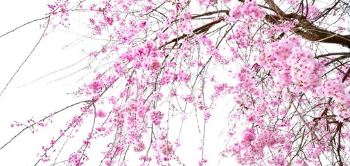 満開の枝垂れ桜、シダレザクラのクローズアップ、桜の背景、サクラのフレーム