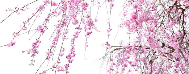 満開の枝垂れ桜、シダレザクラのクローズアップ、桜の背景、サクラのフレーム