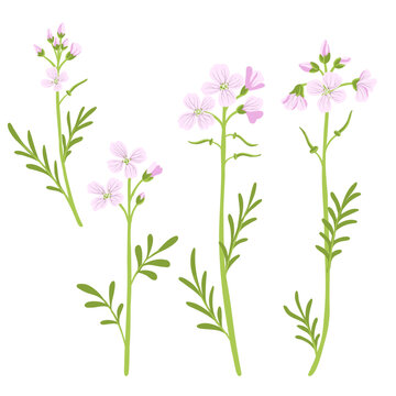 cuckoo flower, lady's smock, mayflower, milkmaids, Cardamine pratensis, vector drawing wild plants at white background, floral element, hand drawn botanical illustration