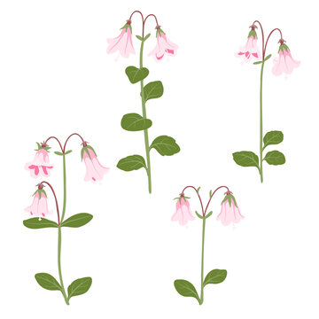twinflowers, twin flowers, Linnaea borealis , vector drawing wild plants at white background, floral element, hand drawn botanical illustration
