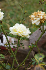 Beautiful white rose flower closeup in garden, A very beautiful white rose flower bloomed on the rose tree, Rose flower closeup, bloom flowers, Natural spring flower, Natural floral background,