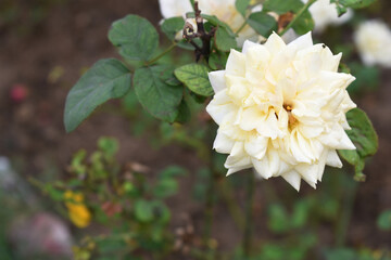 Beautiful white rose flower closeup in garden, A very beautiful white rose flower bloomed on the rose tree, Rose flower closeup, bloom flowers, Natural spring flower, Natural floral background,
