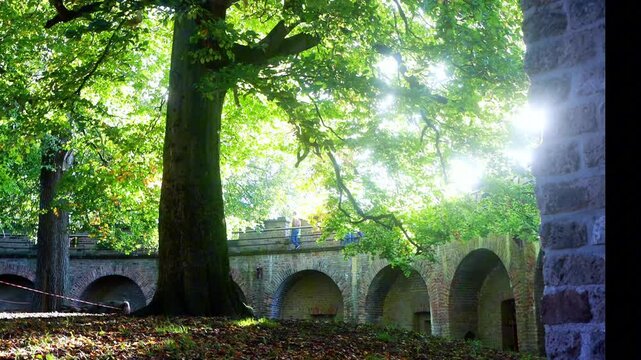 Grand old tree stands beside the Burcht van Leiden, overlooking an ancient stone bridge