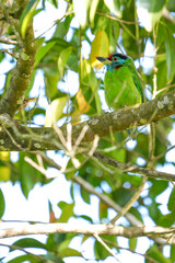 Blue-throated Barbet, living in the wild, eats ripe fruits.