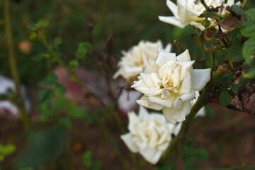 Beautiful white rose flower closeup in garden, A very beautiful white rose flower bloomed on the rose tree, Rose flower closeup, bloom flowers, Natural spring flower, Natural floral background,
