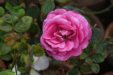 Beautiful pink white rose flower closeup in garden, A very beautiful pink white yellow rose flower bloomed on the rose tree, Rose flower closeup, bloom flowers, Natural spring flower floral background