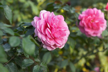 Beautiful pink white rose flower closeup in garden, A very beautiful pink white yellow rose flower bloomed on the rose tree, Rose flower closeup, bloom flowers, Natural spring flower floral background
