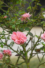 Beautiful pink white rose flower closeup in garden, A very beautiful pink white yellow rose flower bloomed on the rose tree, Rose flower closeup, bloom flowers, Natural spring flower floral background