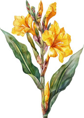 Yellow canna flowers watercolor style vector