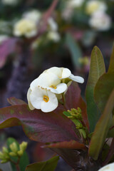 Close up of beautiful white Euphorbia milii, the crown of thorns, called Corona de Cristo. Crown of...