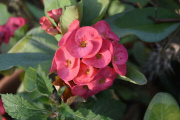 Close up of beautiful red Euphorbia milii, the crown of thorns, called Corona de Cristo. Crown of thorn flower. red Euphorbia milii flower in the garden, Blooming Euphorbia milii, bunch flowers shot