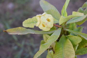 Close up of beautiful yellow Euphorbia milii, the crown of thorns, called Corona de Cristo. Crown of thorn flower. yellow Euphorbia milii flower in the garden, Blooming Euphorbia milii, bunch flowers