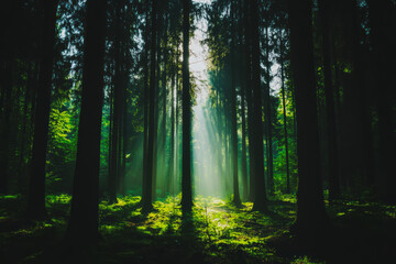 Fototapeta premium Serenity in the Forest, Tranquil forest illuminated by rays of sunlight, lush greenery and peaceful atmosphere Natures beauty unfolds