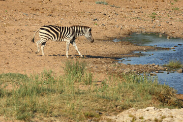 Steppenzebra / Burchell's zebra / Equus quagga burchellii.