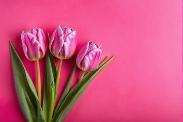 Fototapeta premium Three pink tulips are arranged in a row on a pink background