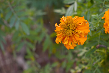 orange marigold flower blossom in garden, orange Mari Gold flowers for decorate garden, Close up of beautiful orange marigold flower. Nature, Marigold flowers bloom in the morning, Marigold
