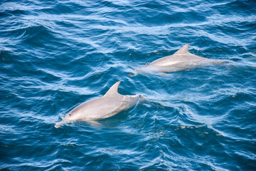 Two dolphins breathing at the ocean surface.