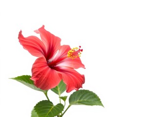 Close up of vibrant red hibiscus flower petals and delicate yellow stamen on a white background, hibiscus, red