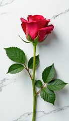 single rose with attached leaves against white marble background, botanical, stem