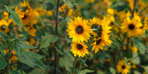 Sunflowers in the garden on a summer day