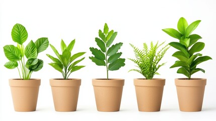 Obraz premium A Variety of Lush Green Indoor Plants in Simple Pots