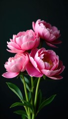 Obraz premium Large peony flowers in a loose bouquet on dark background with negative space, spring flowers, still life