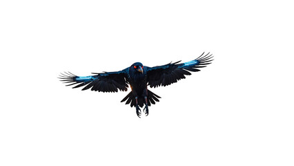 Obraz premium A beautiful raven (Corvus corax) in flight