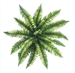 Fototapeta premium Overhead Fern Plant, Green Foliage, Isolated, White Background, Design Element