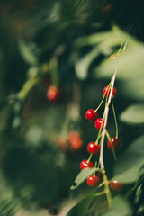 red berries on a branch in Uzbekistan small city 