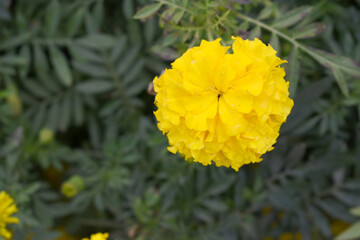 Yellow marigold flower blossom in garden, Yellow Mari Gold flowers for decorate garden, Close up of...