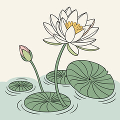 vector illustration of lily flower