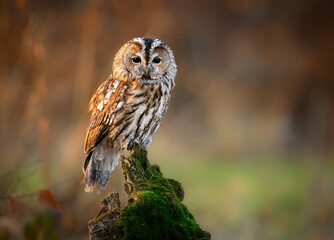Tawny owl ( Strix aluco ) sitiing in autumn forest